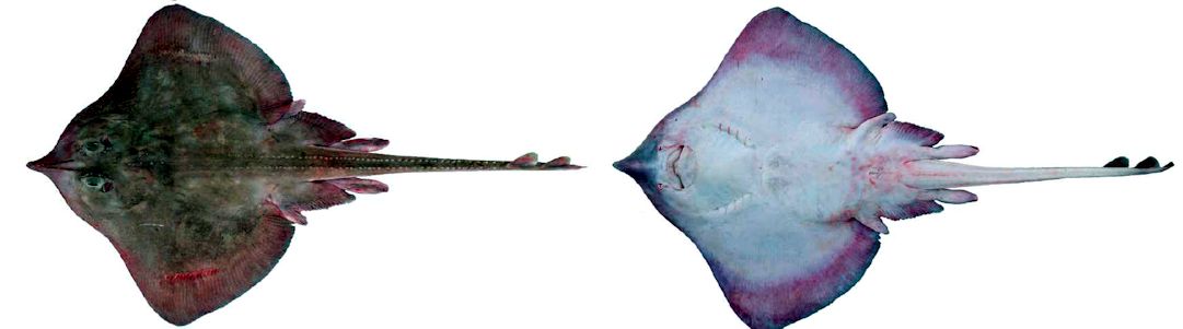 Leucoraja fullonica_04.jpg